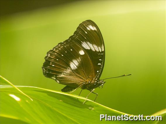 Great Eggfly (Hypolimnas bolina)