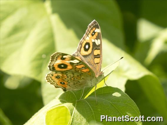 Meadow Argus (Junonia villida)