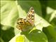 Meadow Argus (Junonia villida)