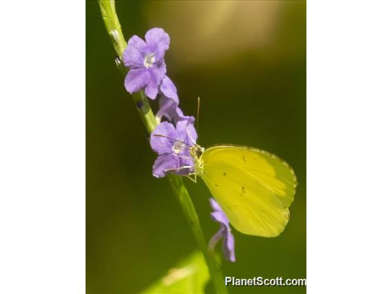 Common Grass Yellow (Eurema hecabe)