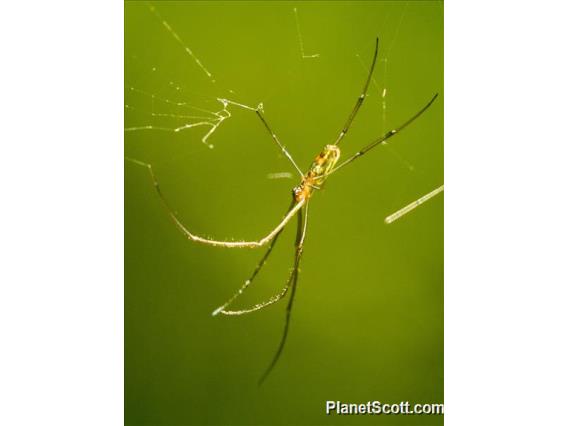 Fiji Leucauge (Leucauge hebridisiana)