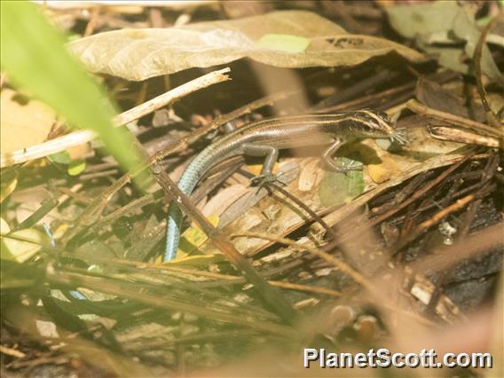 Copper-tailed Skink (Emoia cyanura)