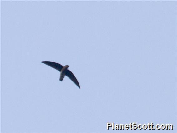 White-rumped Needletail (Zoonavena sylvatica)