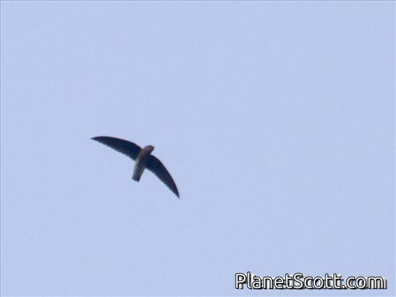 White-rumped Spinetail (Zoonavena sylvatica)