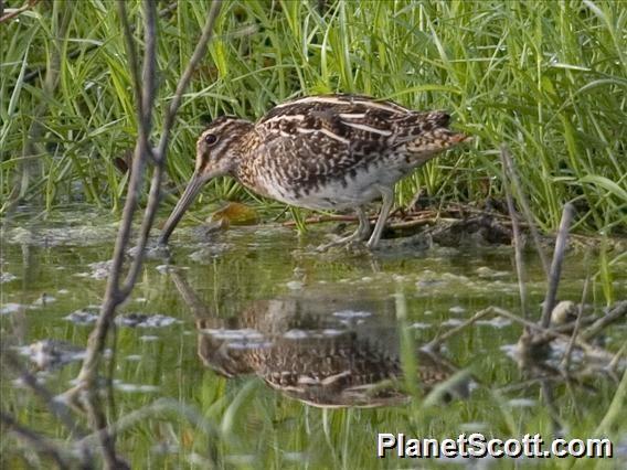 Wilson's Snipe (Gallinago delicata)