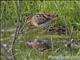 Wilsons Snipe (Gallinago delicata)