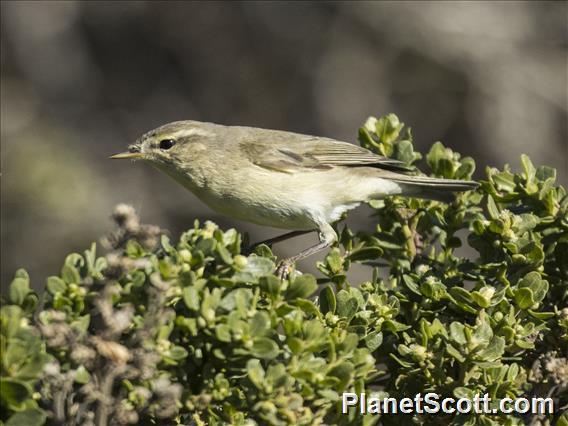 Willow Warbler (Phylloscopus trochilus)