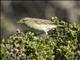 Willow Warbler (Phylloscopus trochilus)