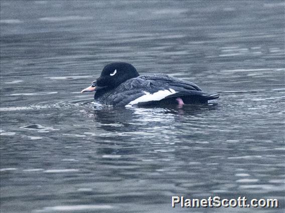 White-winged Scoter (Melanitta deglandi)