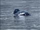 White-winged Scoter (Melanitta deglandi)