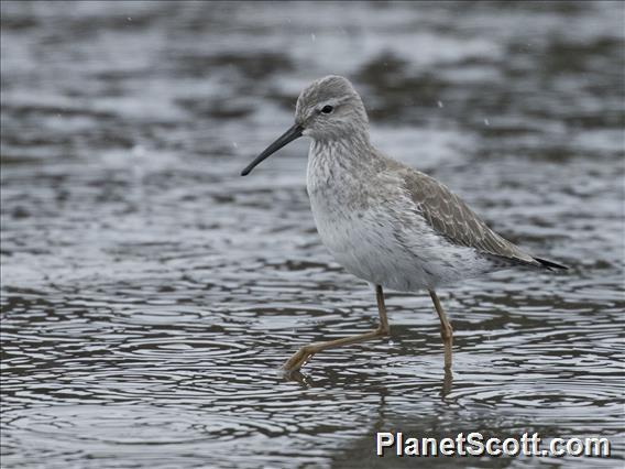 Stilt Sandpiper (Calidris himantopus)