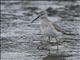 Stilt Sandpiper (Calidris himantopus)