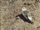 Snow Bunting (Plectrophenax nivalis)