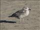 California Gull (Larus californicus) 1st Winter