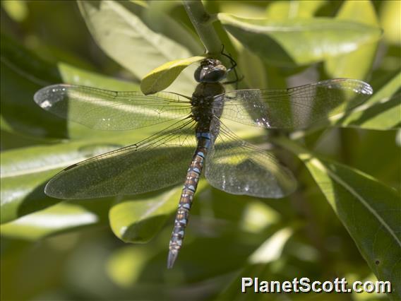 Blue-eyed Darner (Rhionaeschna multicolor)