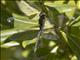 Blue-eyed Darner (Rhionaeschna multicolor)