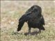 Common Raven (Corvus corax)