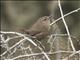 Winter Wren (Troglodytes hiemalis)