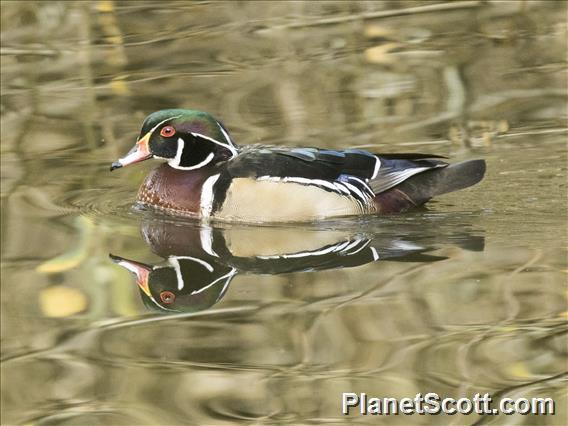 Wood Duck (Aix sponsa)