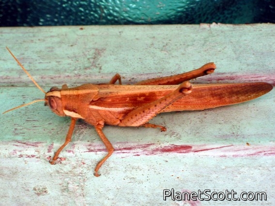 Bird Grasshopper (Schistocerca sp)