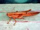 Bird Grasshopper (Schistocerca sp)