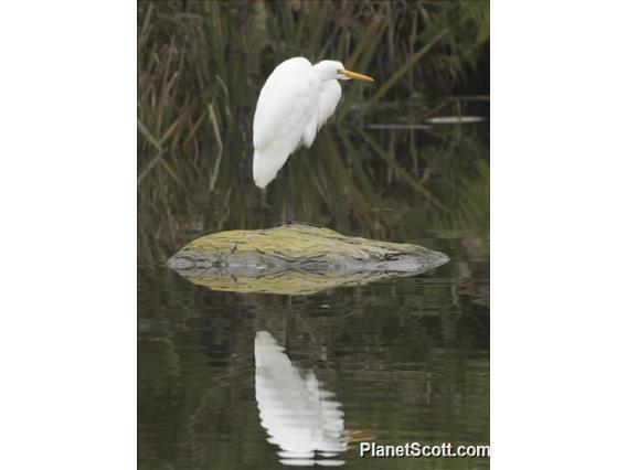 Great Egret (Ardea alba)