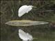 Great Egret (Ardea alba)