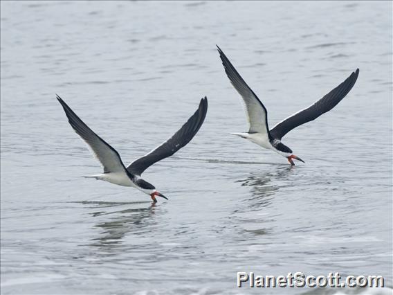 Black Skimmer (Rynchops niger)