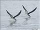 Black Skimmer (Rynchops niger)