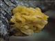 Witchs Butter (Tremella mesenterica)