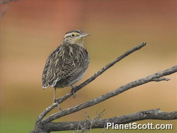 Western Meadowlark (Sturnella neglecta)