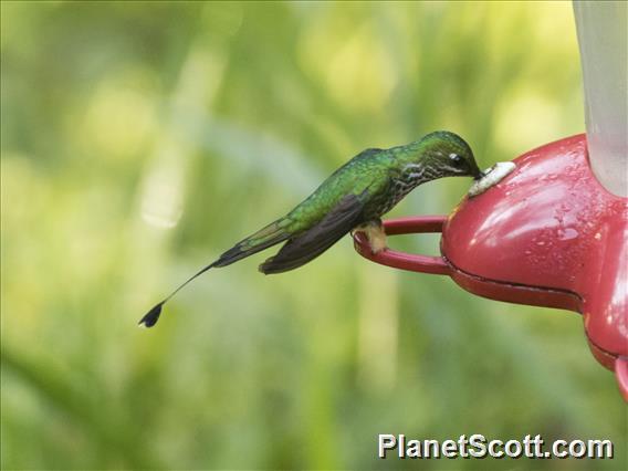 Rufous-booted Racket-tail (Ocreatus addae)