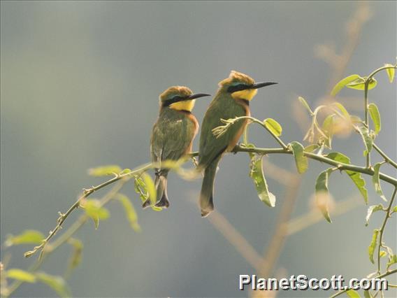 Blue-breasted Bee-eater (Merops variegatus)