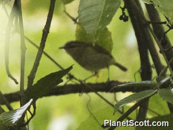 Sulawesi Leaf Warbler (Phylloscopus nesophilus)