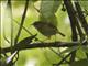 Sulawesi Leaf Warbler (Phylloscopus nesophilus)