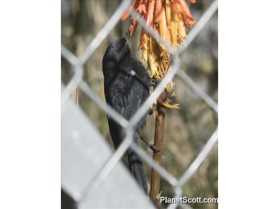 Black Flowerpiercer (Diglossa humeralis)