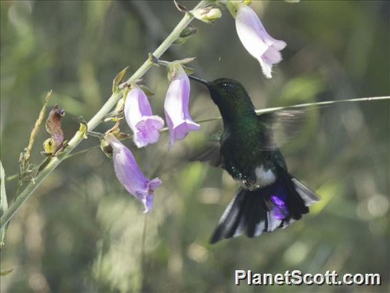 Glowing Puffleg (Eriocnemis vestita)