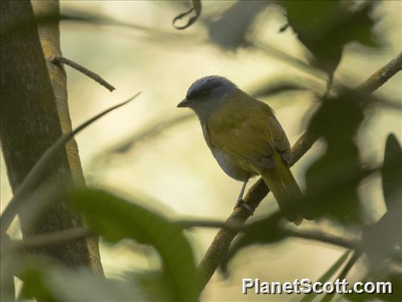 Blue-capped Tanager (Sporathraupis cyanocephala)