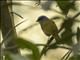 Blue-capped Tanager (Sporathraupis cyanocephala)