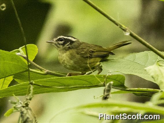 Three-striped Warbler (Basileuterus tristriatus)