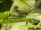 Three-striped Warbler (Basileuterus tristriatus)