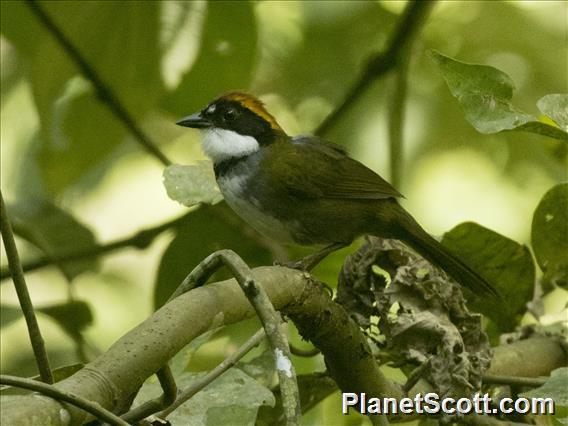 Chestnut-capped Brushfinch (Arremon brunneinucha)