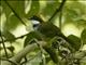 Chestnut-capped Brushfinch (Arremon brunneinucha)