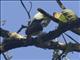 Golden-bellied Flycatcher (Myiodynastes hemichrysus)