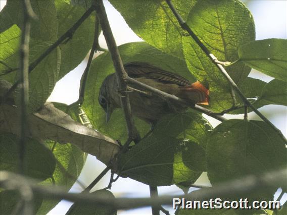 Montane Foliage-gleaner (Anabacerthia striaticollis)