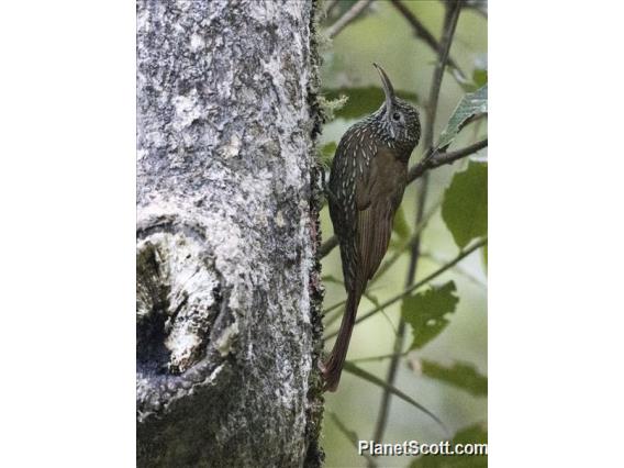 Montane Woodcreeper (Lepidocolaptes lacrymiger)