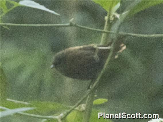 Pale-bellied Tapaculo (Scytalopus griseicollis)