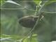 Pale-bellied Tapaculo (Scytalopus griseicollis)