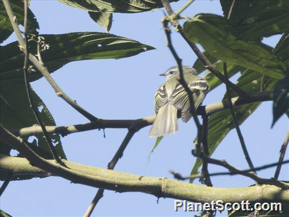 White-tailed Tyrannulet (Mecocerculus poecilocercus)