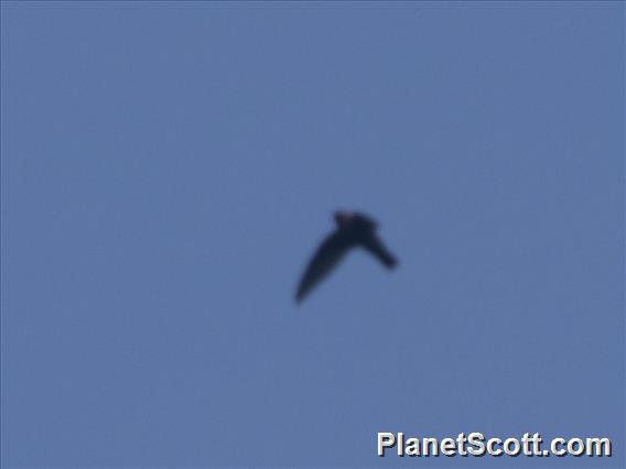 Chestnut-collared Swift (Streptoprocne rutila)